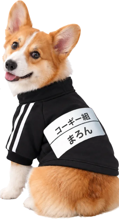 ブラックの体操服を着たコーギー（背面ゼッケン）