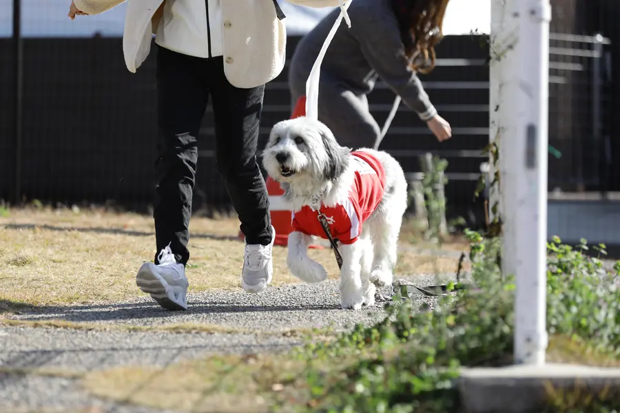 飼い主さんと歩くワンちゃん（昨年の様子）