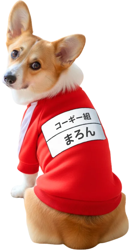 レッドの体操服を着たコーギー（背面ゼッケン）
